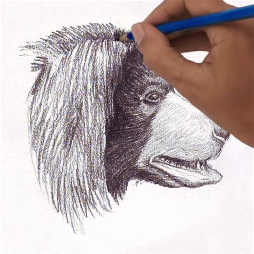 106K views · 729 reactions | How to draw a head of spectacled bear side view Learn to draw at: veriartcenter.com ... | Veri Apriyatno Artist | Facebook