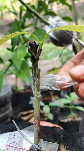 29K views · 278 reactions | Mango grafting tips #gardening #innesto #mango #rootstock #fyp | GardeningFruit | Facebook