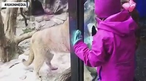 These two little girls were having a good time at the zoo. They made friends with one of the cats and were playing with it through the glass barrier. They ran from one end to the other chased by the animal. When the younger girl came closer to the glass, the feline put its paws on the barrier and tried to lick her. #Jukinmedia More animal stories: https://cbs2iowa.com/features/for-pets-sake | The National Desk - TND
