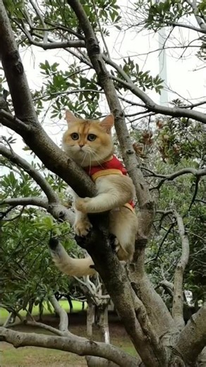 Most Unique Cat Tree Climb Down Ever - Adorable Cat Playing on Cat Tree 🐱 🐾 Viral Shorts #cutecats