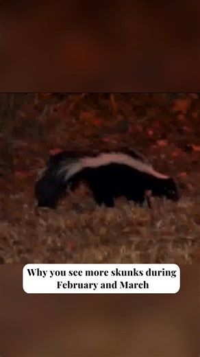 The reason why you see more skunks in February and March in Arkansas. You can read more here: https://www.5newsonline.com/article/life/outdoors-nature/skunks-mating-season-arkansas/527-58025eb8-44ad-422e-910c-baff7e135e71?utm_medium=social&utm_source=facebook_5NEWS | 5NEWS