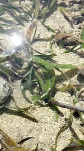 51K views · 986 reactions | Bug-atan ug Lukot #seashorevibes #seaadventure #seafood #seahell #seaweeds # | Ernalyn Ybañez Rubin | Facebook