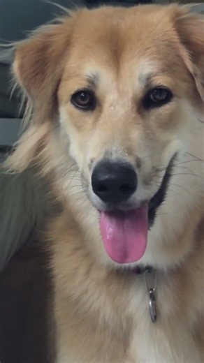 panong hindi ka maiinlove sa magandang dilag na ito, (beautiful girl) #dog #doglove