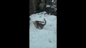 Amur Leopard Cubs Enjoy Playing in Snow at Brookfield Zoo Chicago