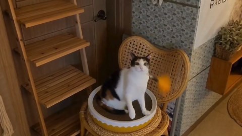 Cat Feather Wand Toy - 38" Retractable Cat Wand Toy with Orange Feather Flower Teaser Refill for Indoor Cats and Interactive Play