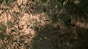 Aprendiz de Caballero (07.Virgin Territory) dvdsc