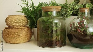 jar with plants. Small plants in a glass bottle. Terrarium jar with plants. self ecosystem. Terrarium Miniature Bot. terrarium bottle. ecological system. gardening. house plants.