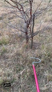 Puff Adders (Bitis arietans) are well-known for their excellent camouflage. Generally they avoid predators and humans by staying concealed in thick vegetation. Watch more reels here: https://www.youtube.com/@africansnakebiteinstitute #snake #snakes #puffadder #bitisarietans #reelschallenge #africansnakebiteinstitute #wildlife #africanwildlife | African Snakebite Institute