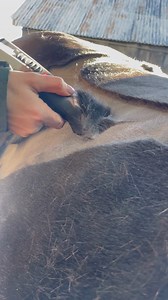 75K views · 214 reactions | The Heiniger Opal Horse might be labelled a light-duty clipper, but honestly… don’t let that fool you. 狼 It flew through this thick, greasy coat like it was nothing. If you clip horses with coarse coats, these are definitely still an option.  | Clippersharp | Facebook