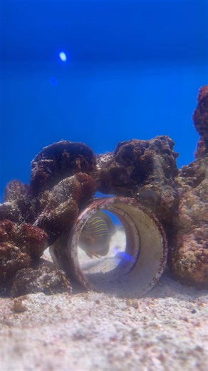 Clown tangs (Acanthurus lineatus) are striking reef fish naturally found throughout the Indo-Pacific, especially along shallow coral reefs with strong water movement, from East Africa to Hawaii. In the wild they graze constantly on algae and filamentous plant matter, and in aquariums they need a diet rich in marine algae, nori, and high-quality herbivore foods to stay healthy. | Elegant Reef - Tropical Fish Studio