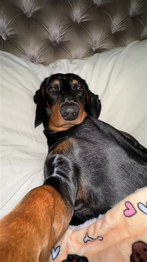 Adorable Mini Dachshund Videos - Cute Weiner Puppy Moments