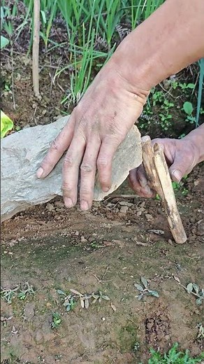 How to build a triggered snare trap using sticks and stones