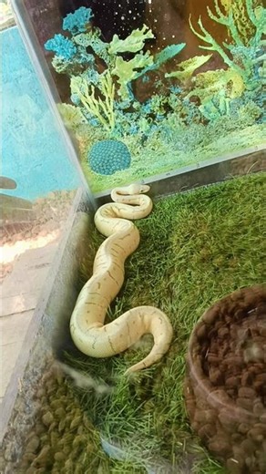 Cute White ball Python Snake😍 #animals #explore #cute #animalshorts #shortsfeed #shorts #shortvideo