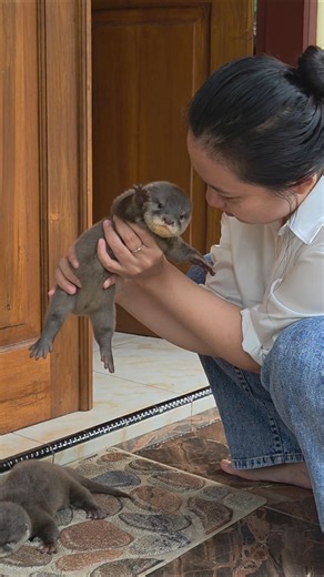 Anyway, I love it so much #siboni #sibona #otter #animals