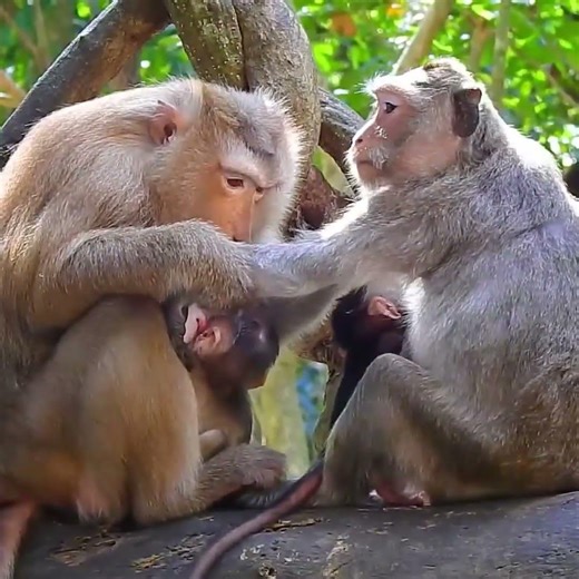 how to draw a monkey for kidshow to get to ape atoll after monkey madness