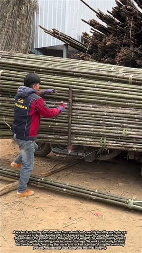 Careful Unloading and Handling of Bamboo Poles from a Truck Bed