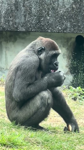 2026.3.21 Jabali’s Chestnut Jackpot 🌰 今天是栗子富翁! #gorilla #djeecofamily #taipeizoo台北市動物園