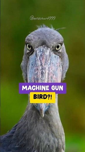 This Bird Sounds Exactly Like a Machine Gun | Crazy Shoebill Stork Facts #animalfacts #didyouknow