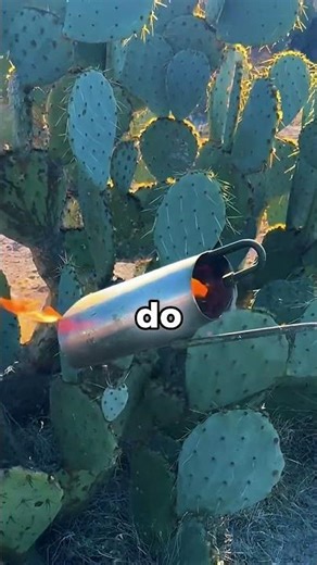 They use cacti to feed their cattle...