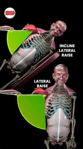 Muscle and Motion on Instagram: "Biomechanical Analysis: Lateral Raise vs. Incline Side-Lying Lateral Raise 🔍🏋️‍♂️ Are you looking to maximize your results from shoulder exercises? Not all lateral raises challenge your shoulders the same way! Your body position affects where and when the muscle experiences peak resistance. 🔥 Standard Lateral Raise Peak resistance occurs at 90° of shoulder abduction (when your arm is parallel to the ground). This positioning makes the exercise great for develo