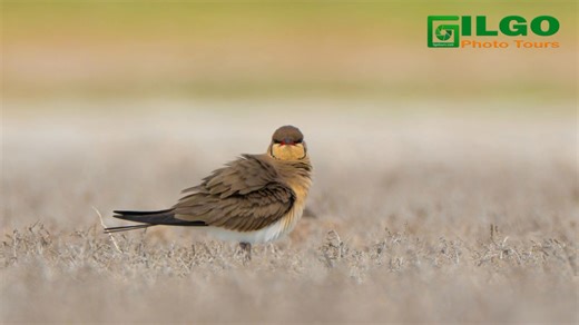 The Danube Delta is not a destination. It’s a state of mind. The silence of the water at sunrise. Birds cutting through the sky. Wild channels. Sunsets that look painted. The feeling of reaching a place untouched by time. ✨ Next year, we’re preparing special Danube Delta tours — authentic experiences, slow travel, pure nature, wildlife, photography, and real exploration. This is not mass tourism. This is the real Delta: • wild routes • Europe’s unique biodiversity • local experiences • tours for