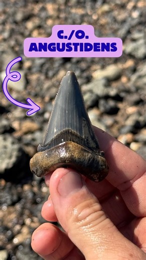 Would you have spotted this stunning fossil peeking out of the shore? We recently discovered a 24-30 million year old C./O. angustidens on an Adventure! Watch to learn what features Ashby looks for when identifying a tooth from this species. 🦈 Like this post & follow for more 𝐟𝐨𝐬𝐬𝐢𝐥 𝐟𝐮𝐧 𝐟𝐚𝐜𝐭𝐬 from our team of paleontologists! 🦈🐚 Want to find your own fossils with a paleontologist? Book your ADVENTURE today! Tour calendar is now updated through the middle of December. Link in bio