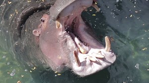 14K views · 681 reactions | Enrichment is SO important for our animals, so sometimes we play catch with our hippos! They don't usually throw it back though O_o | The Toledo Zoo | Facebook