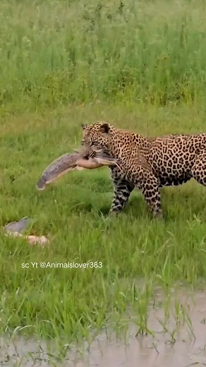 Leopard catch catfish. | Fun Page