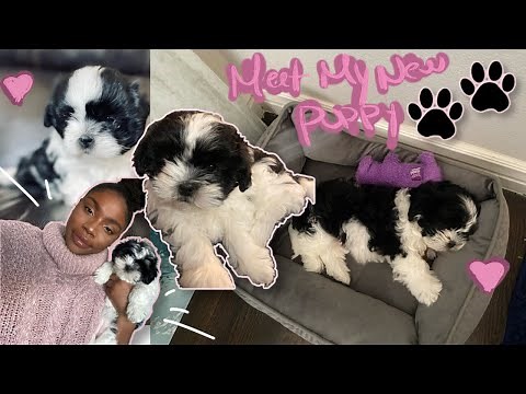 I Got a Puppy! | MEET MY NEW PUPPY | 8-Week Old Malshi (Maltese & Shih Tzu Mix) Puppy