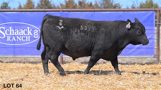 Lot 64: Schaack Ranch - Annual Angus Bull Sale