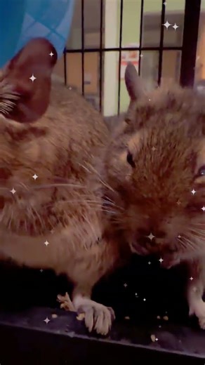 Sweet Sounds of Degus Snacking 🦫💖 #asmr #degu #cutepets #degulife #degufamily #chewingasmr