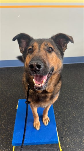 Fit Dog 🐾 Canine Fitness & Wellness on Instagram: "While most dogs are on the couch… These pups are hitting the gym! 💪🏼 🧡 Muscle. Mobility. Mental focus. That’s how we build dogs that feel as good as they look. 👀 🧡 Welcome to Fit Dog where tails wag and cookies are destroyed. 🍪 #FitDogMI #CanineConditioning"