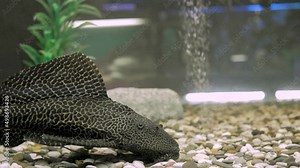 Ancistrus vulgaris floats on the bottom of the aquarium