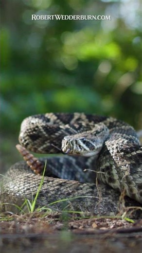 AWESOME Rattlesnake encounter!