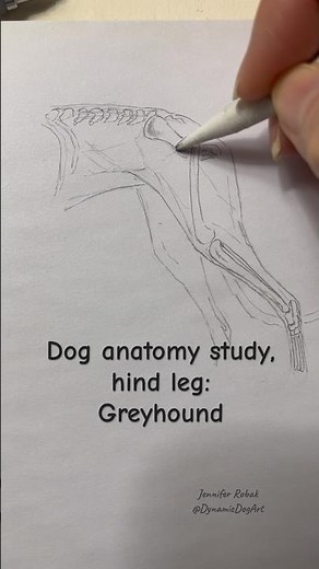 Dog anatomy study, Greyhound hind leg, skeletal. #drawing #sketching #anatomystudy #dogart #artvideo
