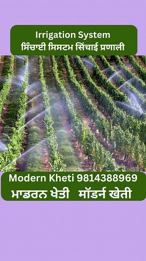 Watch how this amazing #irrigationsystem works like a charm! It's incredible to see how efficiently and effectively it delivers water to crops, ensuring optimal growth and yield. This system is truly a game-changer for #sustainablefarming and #precisionagriculture. If you're interested in #agritech and #smartfarming, you won't want to miss this! #farmtotable #watermanagement #sustainability #farmingtechnology #cropgrowth #farmlife www.modernkheti.com | Modern Kheti मॉडर्न खेती ਮਾਡਰਨ ਖੇਤੀ