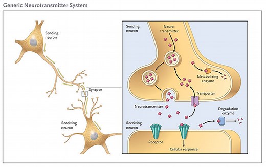 neuron The Importance of sodium and calcium channels on a neuron -