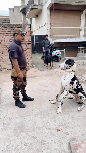 Cute great Dane puppy #greatdane #dog #dogtrainer #dogtraining #love #viral #reels #trendingreel | K9 Yadav Dog Training Centre Agra