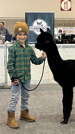 Today we’re thankful for FAMILY ❤️ They’ve been with us from the very beginning — cheering on our wild ideas, building fences, bottle-feeding crias, hosting animals, showing alpacas, helping at shearing, and jumping in wherever we’ve needed them. Elderwood wouldn’t be what it is without them. Grateful for the people who believe in our dream as much as we do. ❤️🦙 #ElderwoodFarms #Elderwood #ELWD #alpaca #alpacas #cria #crias #alpacafarm #thankyouforyoursupport #thankfulheart #thankful #grateful 