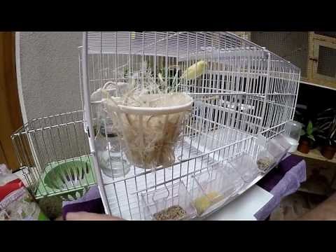 comment debuter l'elevage canaris (les basses )