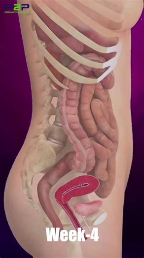Pregnancy 🤰1st week to 9 months..