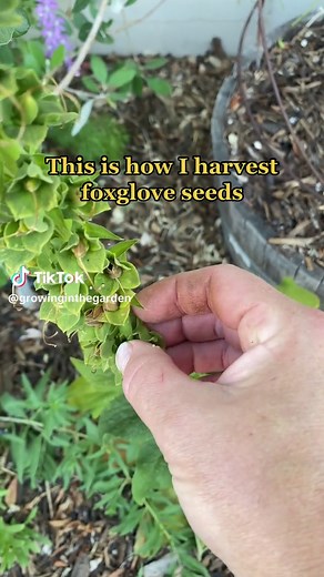 Foxglove seed harvest #seedsaving #saveseeds