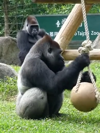 Caught at the Zoo: A Gorilla Moment You Won’t Believe! #foryou #viralvideo#tiktokusa #fypシ゚viral