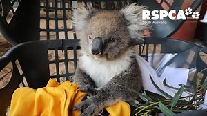 360K views · 54 reactions | "Many animals have suffered burns to all...