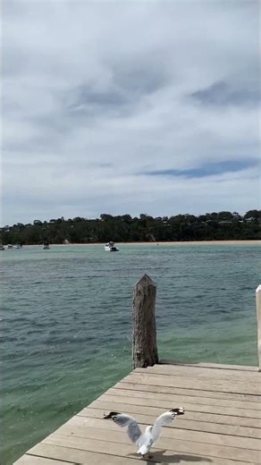 Suntukan with the kangaroos.