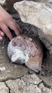 605K views · 5K reactions | Found Perfect Gold Pearl In Giant Shell Secret Soil | Brian Freeman A | Facebook