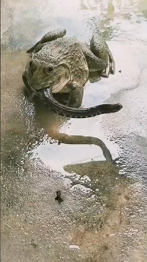 The Most Dangerous Frogs on Earth! 🐸☠️