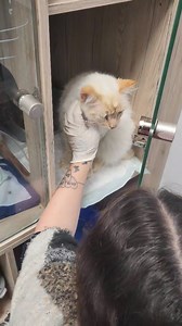 15K views · 841 reactions | Petit chat étais un peux mieux aujourd'hui il a bu devant moi à plusieurs reprise il m'a miaulé dessus j'avais l impression qui me demandé quand est-ce que je rentre .... je reprend des nouvelles demain matin https://www.leetchi.com/fr/c/aide-pour-identifier-mes-chats-1520303?utm_source=native&utm_medium=social_sharing Devis de la facture en story | Pour le plaisir de créer avec mes chats | Facebook