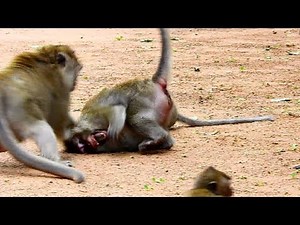 Very... terrify !!!Cruel Asub fight Queen seriously, Monkey argue so strong, Very pity baby