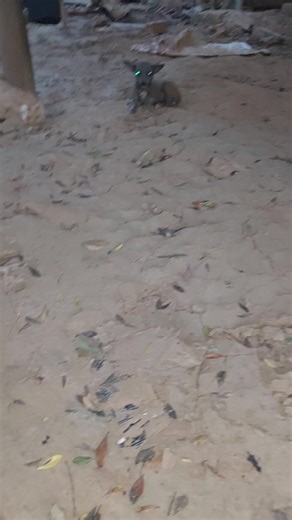 Chăm sóc Milo: Nhìn Cục Cứt Đẹp Như Thế Nào?